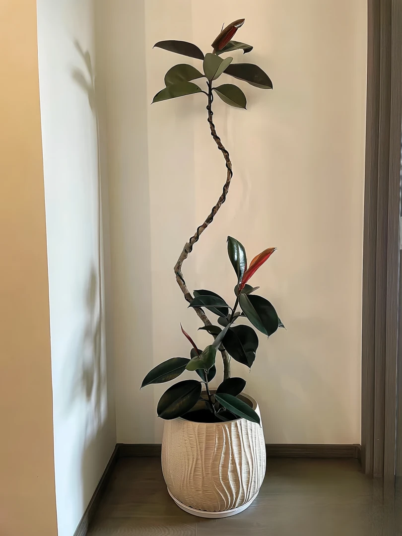 【黑金刚】2网红绿植花卉盆栽精选阳台办公室美观净化气