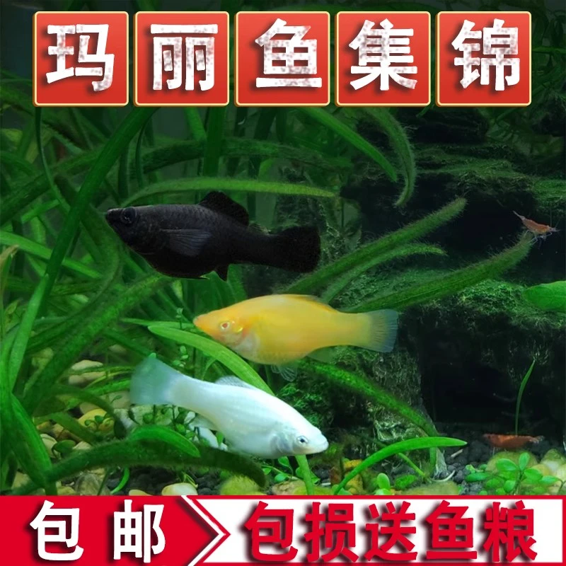 懒人宠物鱼玛丽鱼胎生鱼活体淡水小鱼观赏鱼可繁殖临产好养热带鱼