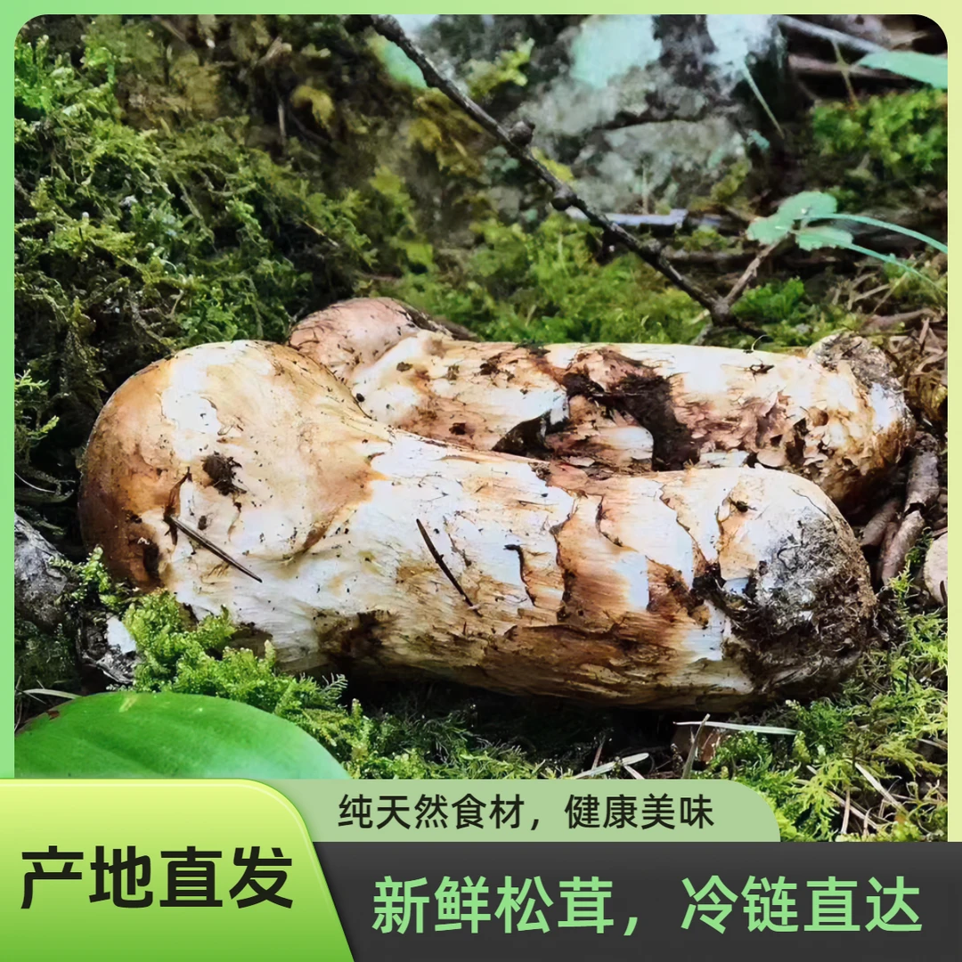 2024年现货优选香格里拉新鲜松茸产地直发