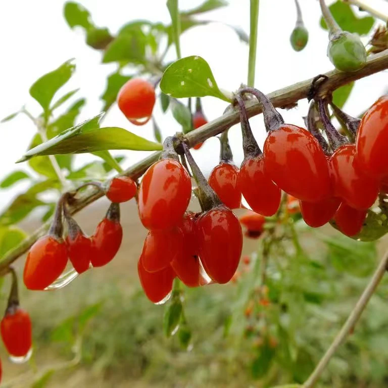 枸杞老桩盆景造型树（一桩一型，一物一拍）
