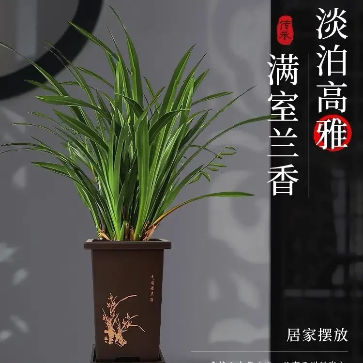 浓香兰花盆栽宽叶兰花苗室内净化空气客厅好养吸甲醛绿植墨兰企黑