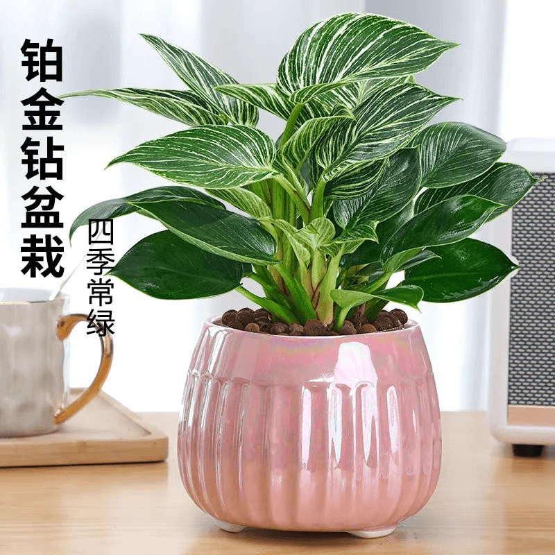 盆栽吸除去甲醛物办公室内花卉桌面植物造景客厅小花卉绿植盆栽