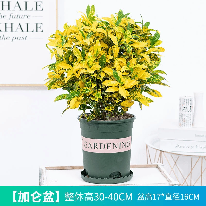 黄金树盆栽招财室内洒金榕花卉植物阳台室外花卉绿植花卉绿植盆栽