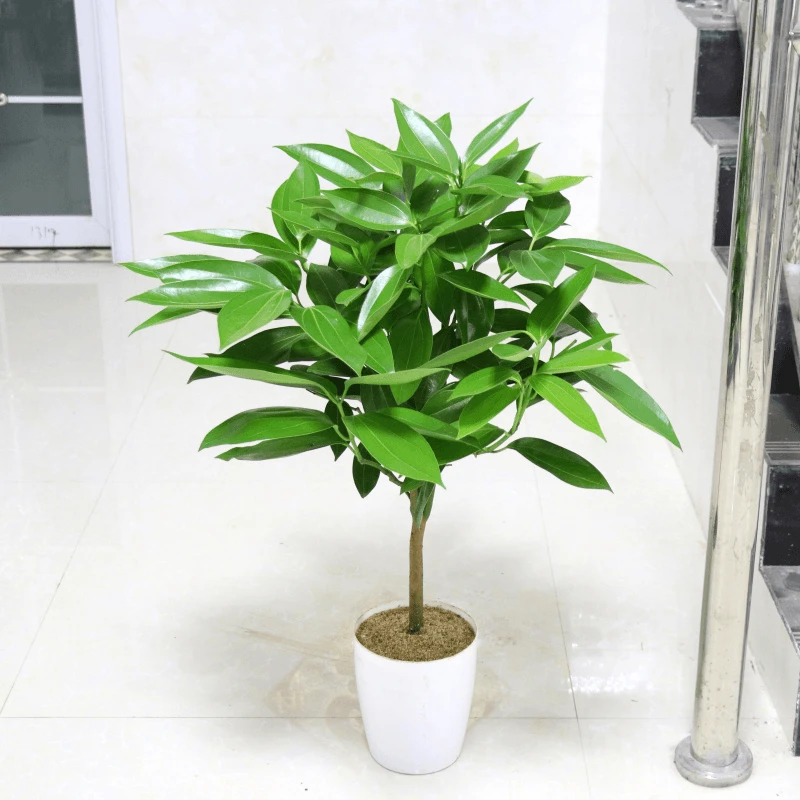 平安树盆栽幸福树苗室内盆栽植物盆栽大盆景竹子客厅花卉绿植