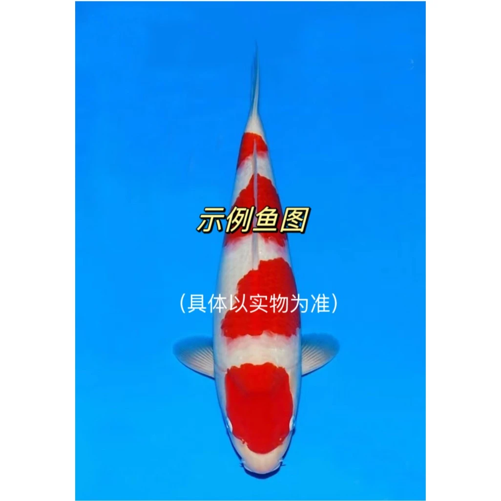 阪井血统当岁精品小鱼