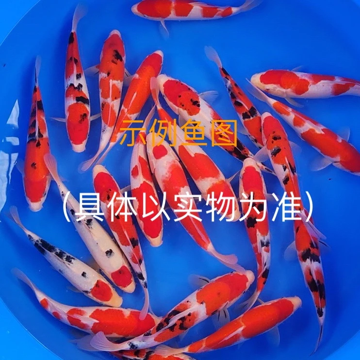 阪井血统当岁精品小鱼 福利价