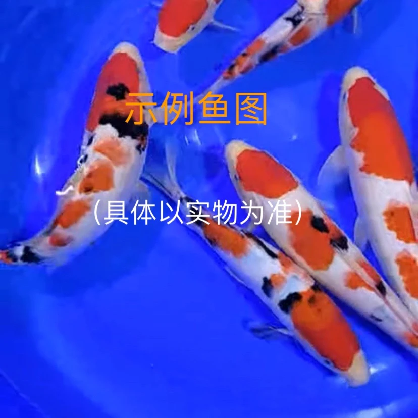 大日血统银鳞当岁精品小鱼
