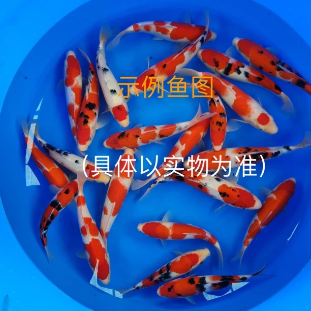 阪井血统当岁精品小鱼（新号福利）