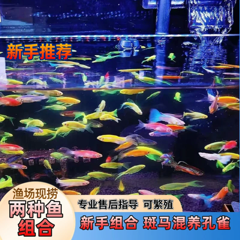 【混养推荐】两种鱼30条斑马混养杂袍孔雀群游鱼新手闯缸颜色丰富