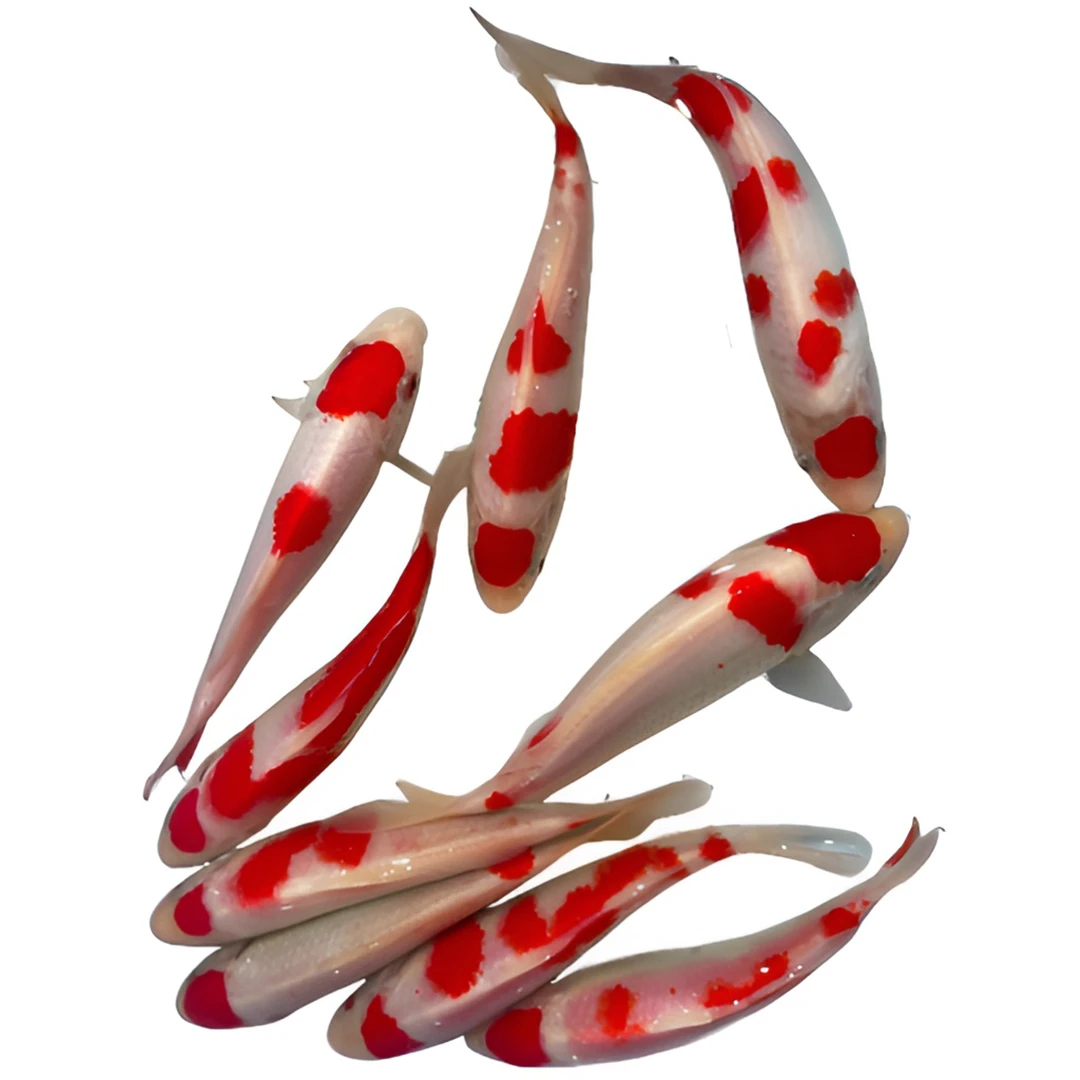 直播锦鲤红白大正昭和孔雀秋翠丹顶单三活体饲养冷水鱼混搭包邮