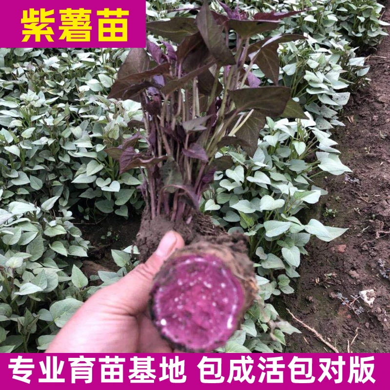 紫薯苗100棵脱毒种苗紫薯藤秧紫罗兰地瓜秧子蜜薯板栗番薯秧高产