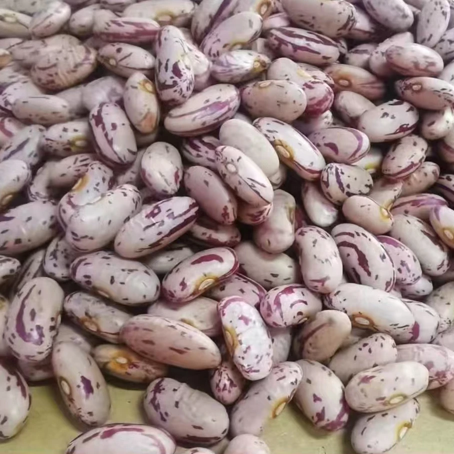 老海家奶白花芸豆