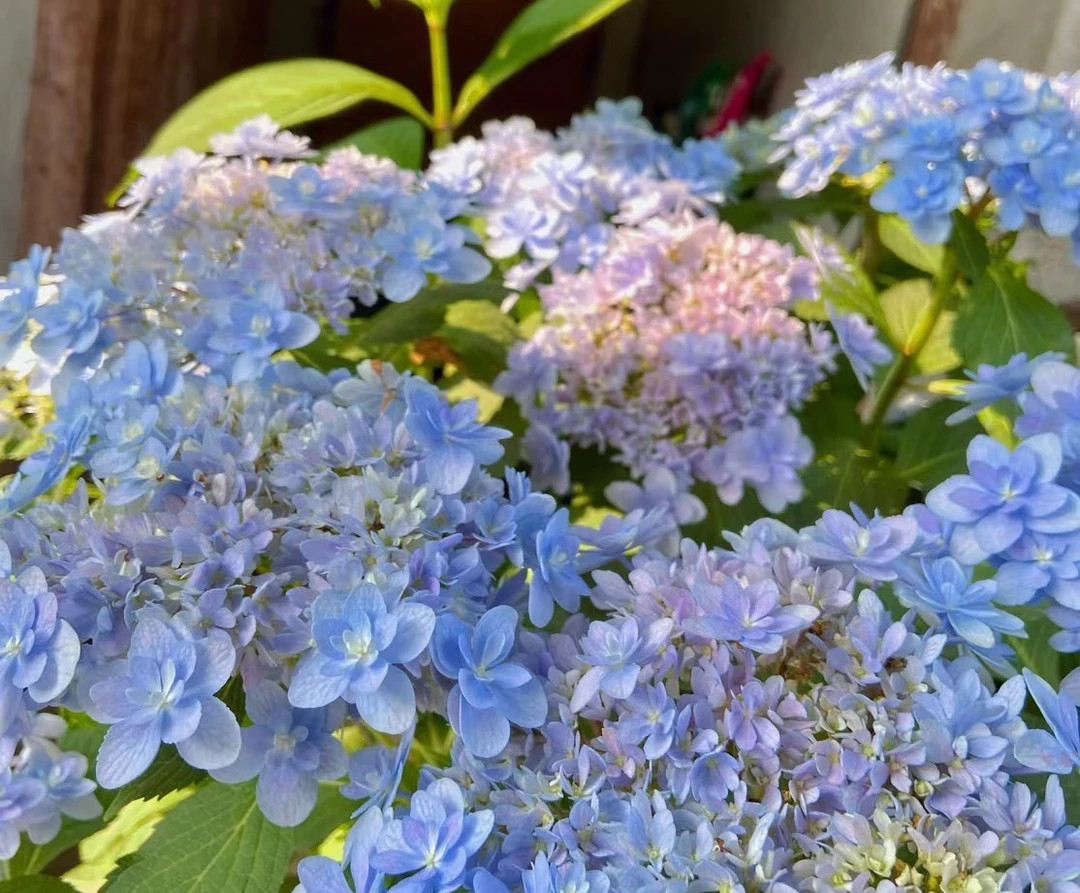 大花绣球5加～已发货不支持退货退款