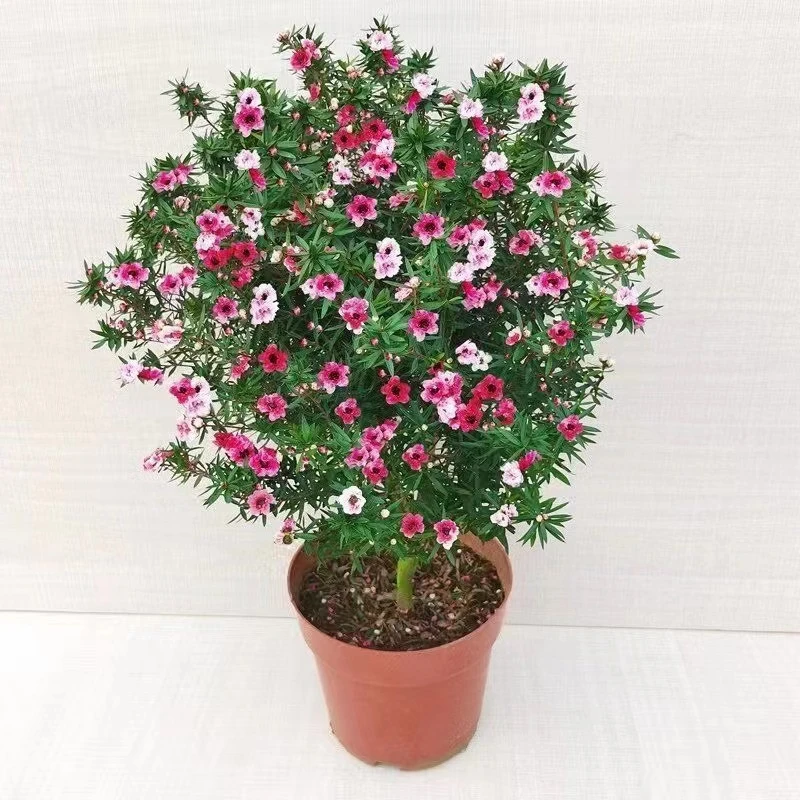 澳洲松红梅花松雪梅植物盆栽好养花三色梅腊梅庭院阳台花卉绿植