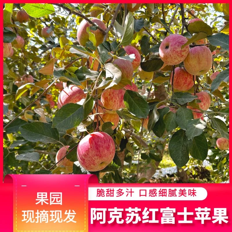 5斤实惠苹果【新疆直发】现摘现采正宗阿克苏红富士冰糖心苹果