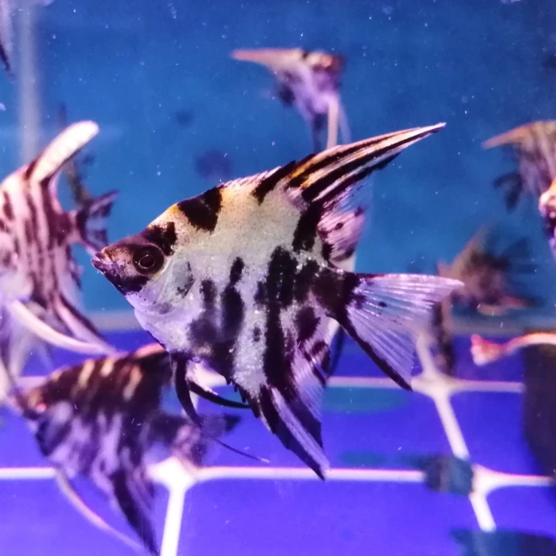 神仙鱼燕鱼秘鲁三色热带观赏鱼小型活鱼淡水好养熊猫神仙鱼苗营销