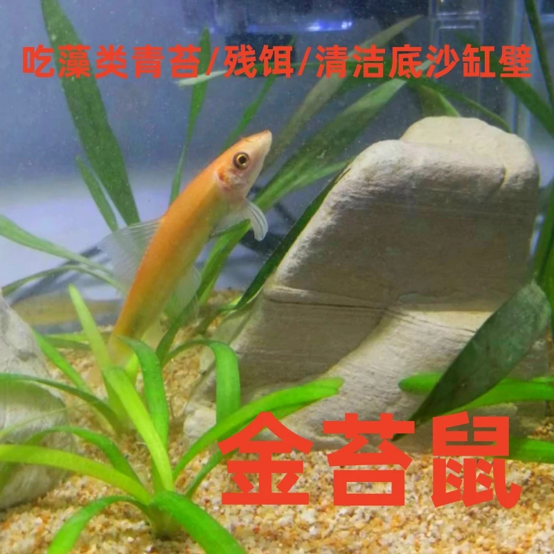 金苔鼠鱼活体淡水热带观赏鱼清道夫青苔鼠鱼缸清洁除藻底栖工具鱼