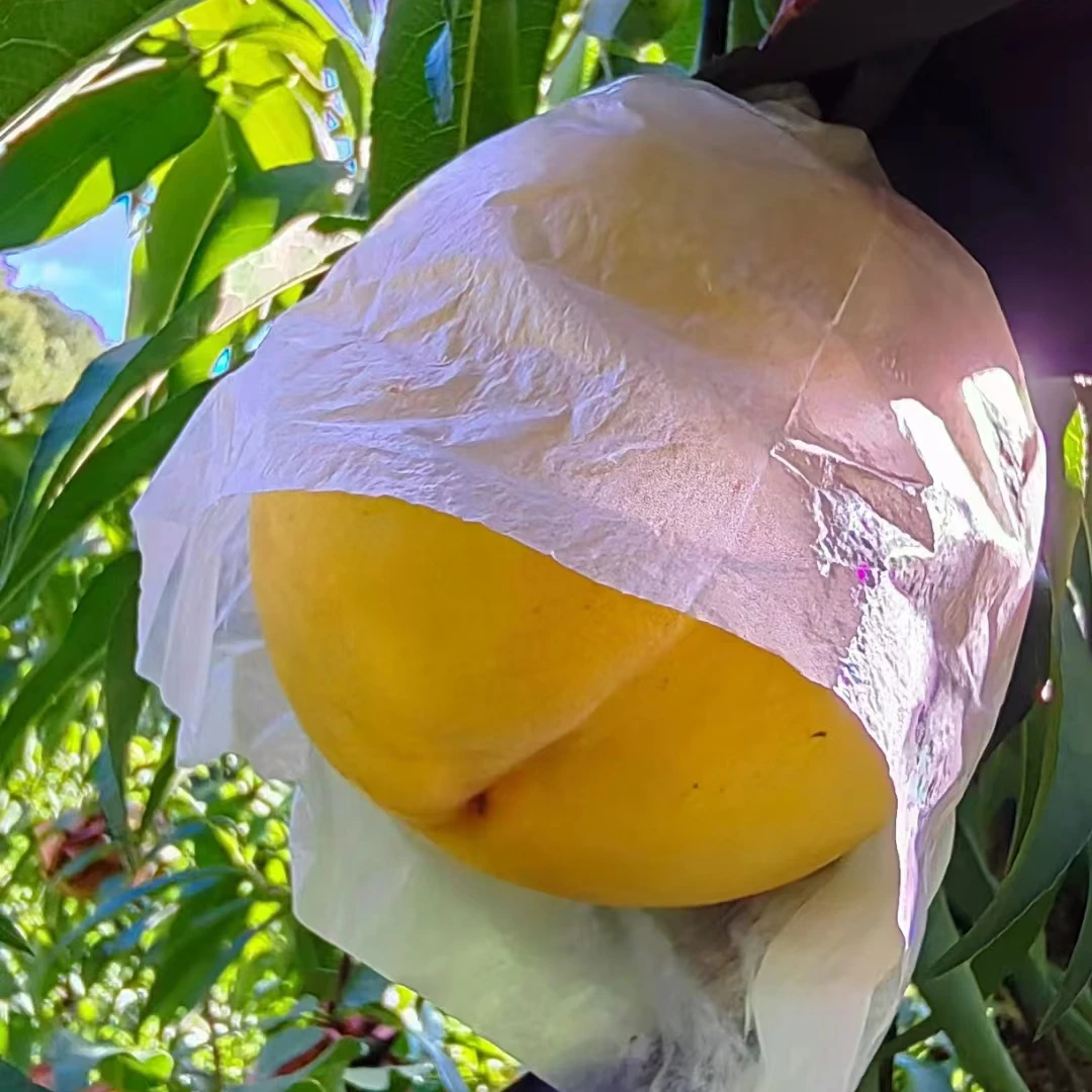 【黄金桃】正宗奉化水蜜桃黄金版新鲜采摘单颗4两-5两12只装