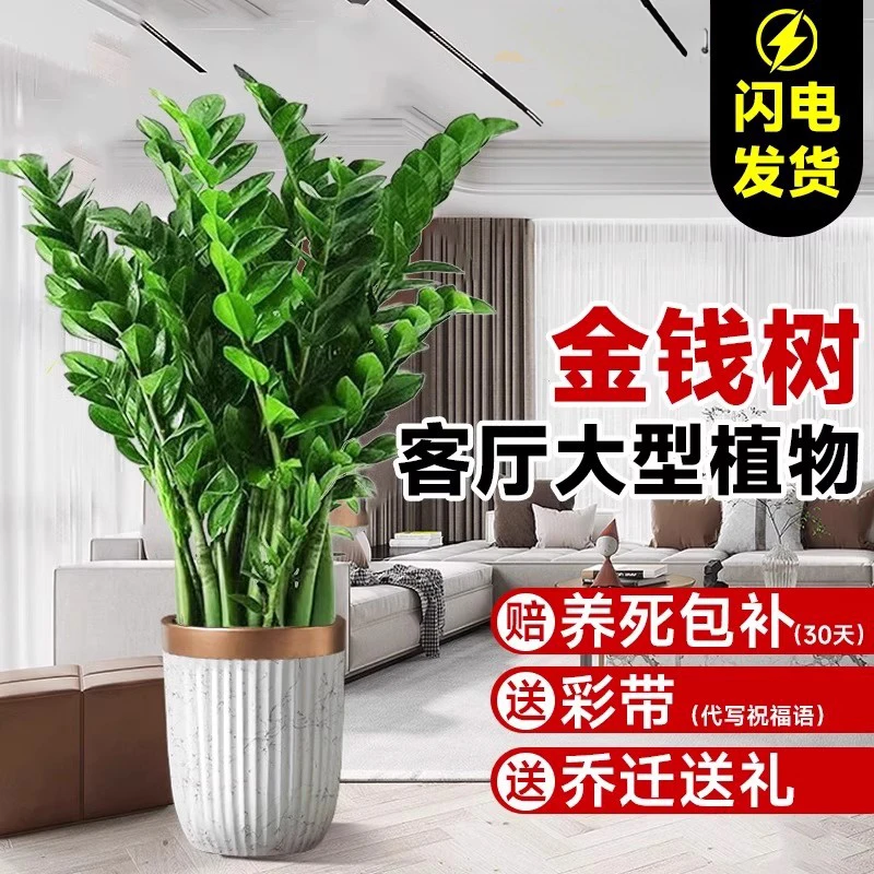 金钱树客厅大型盆栽绿植物室内招财发财摇钱树大号开业送礼钱串子