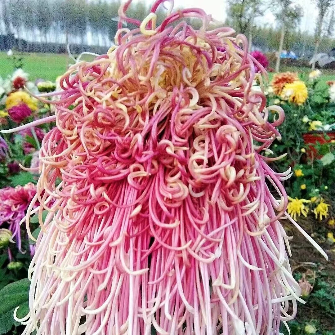 【盘龙卓越】九月菊花好养夏天耐热寒稀有