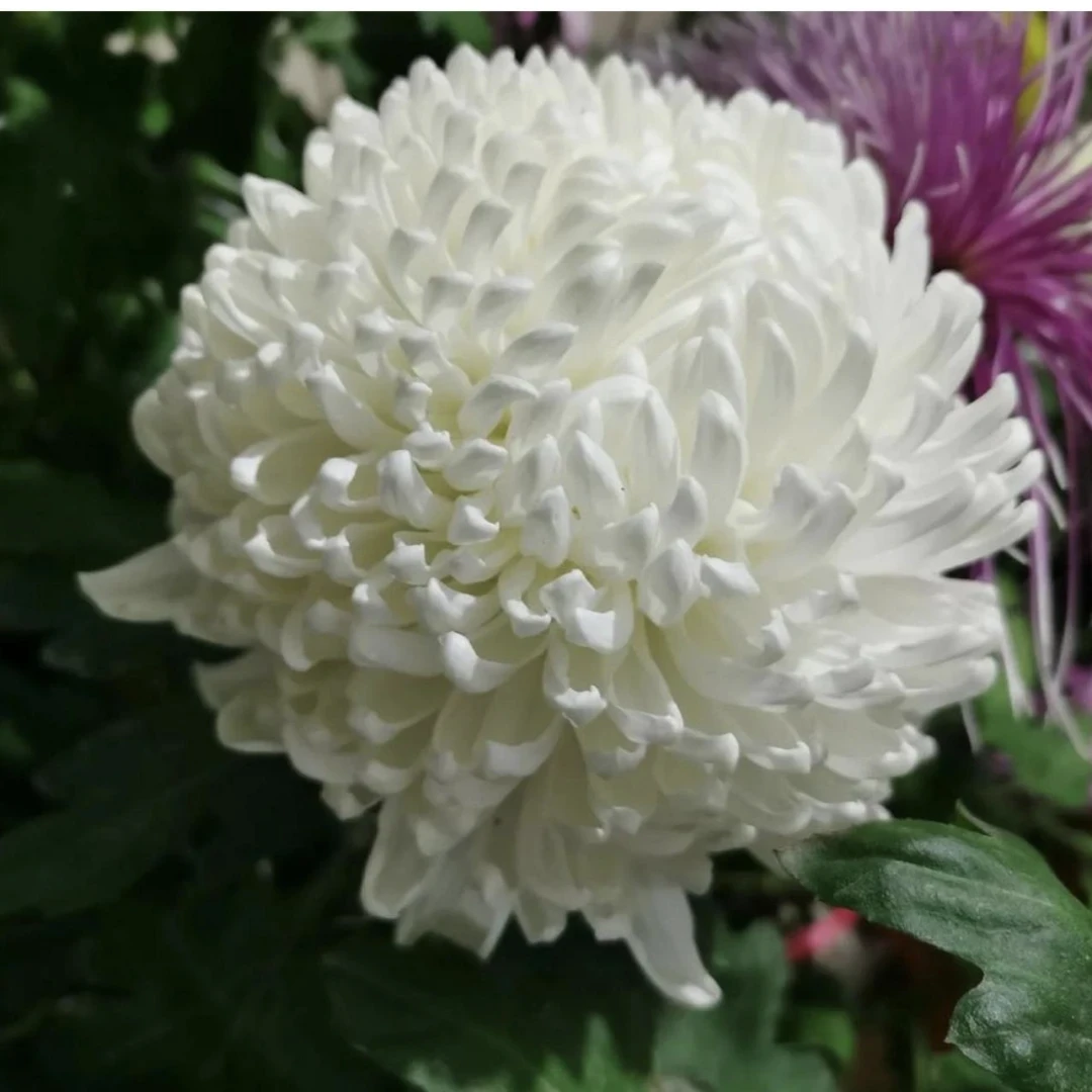 【国华岳山】九月菊花好养夏天耐热寒稀有