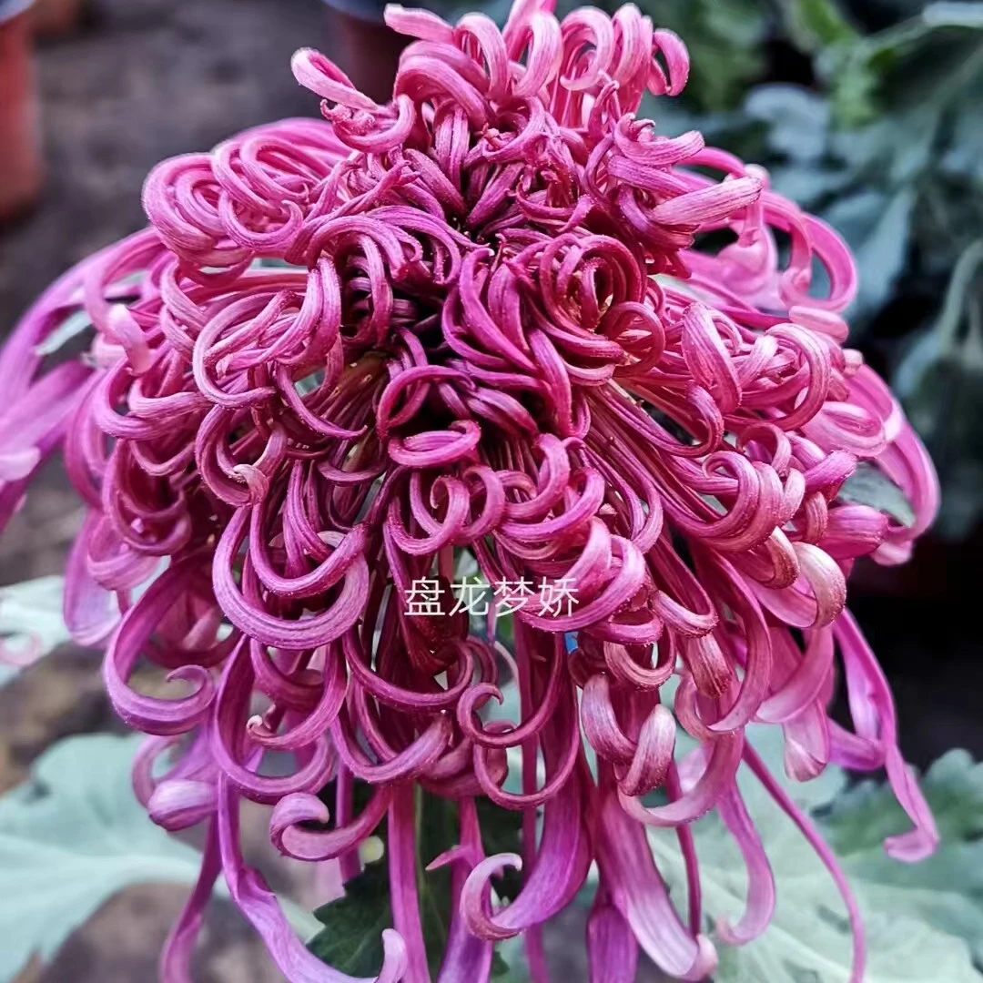 【盘龙梦娇】九月菊花好养夏天耐热耐寒稀有