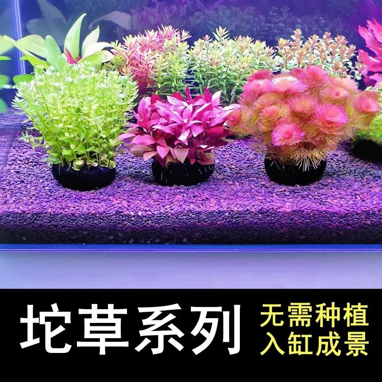 【成景套餐】懒人坨草无需栽种 阴性水草 鱼缸增氧净水