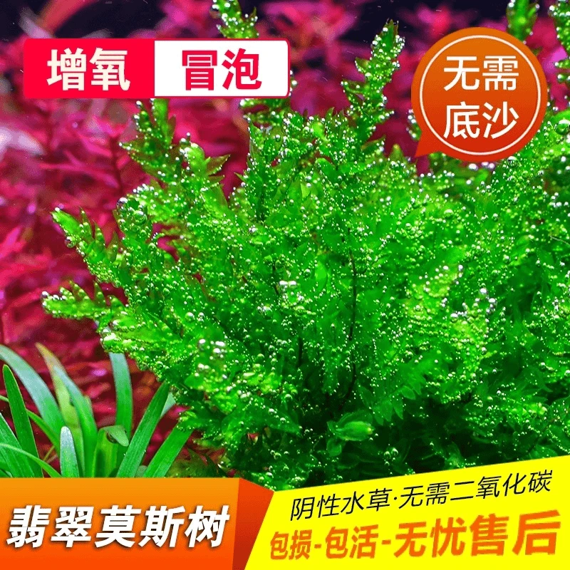 翡翠莫斯树 气泡水草 阴性水草 无需种植
