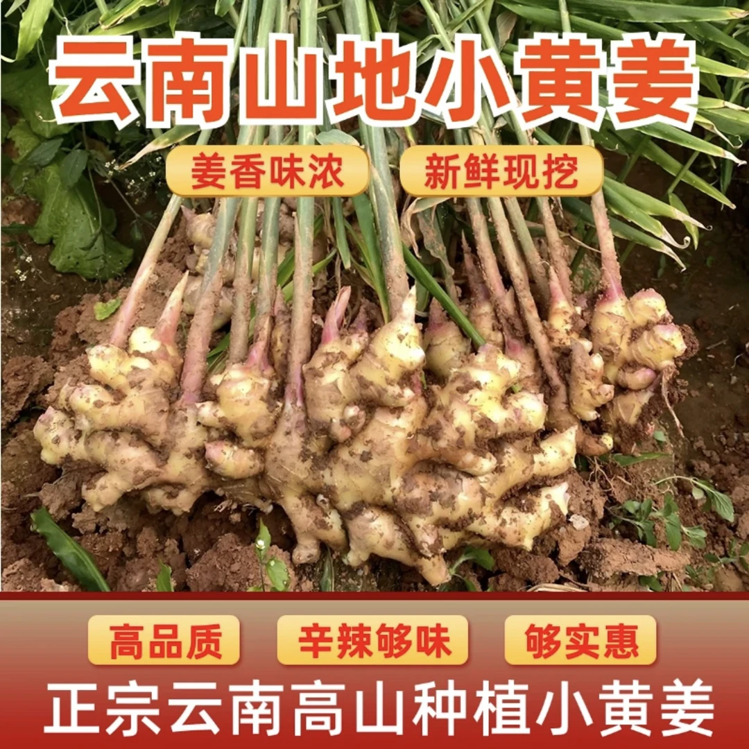 【正宗云南小黄姜】精选云南高山小黄姜新鲜现挖现发
