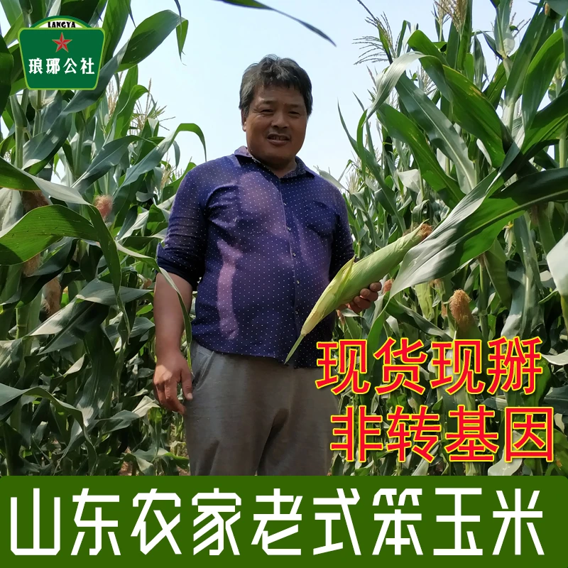 新鲜老式笨玉米棒子带皮带须山东农家种植传统黄玉米生玉米5斤