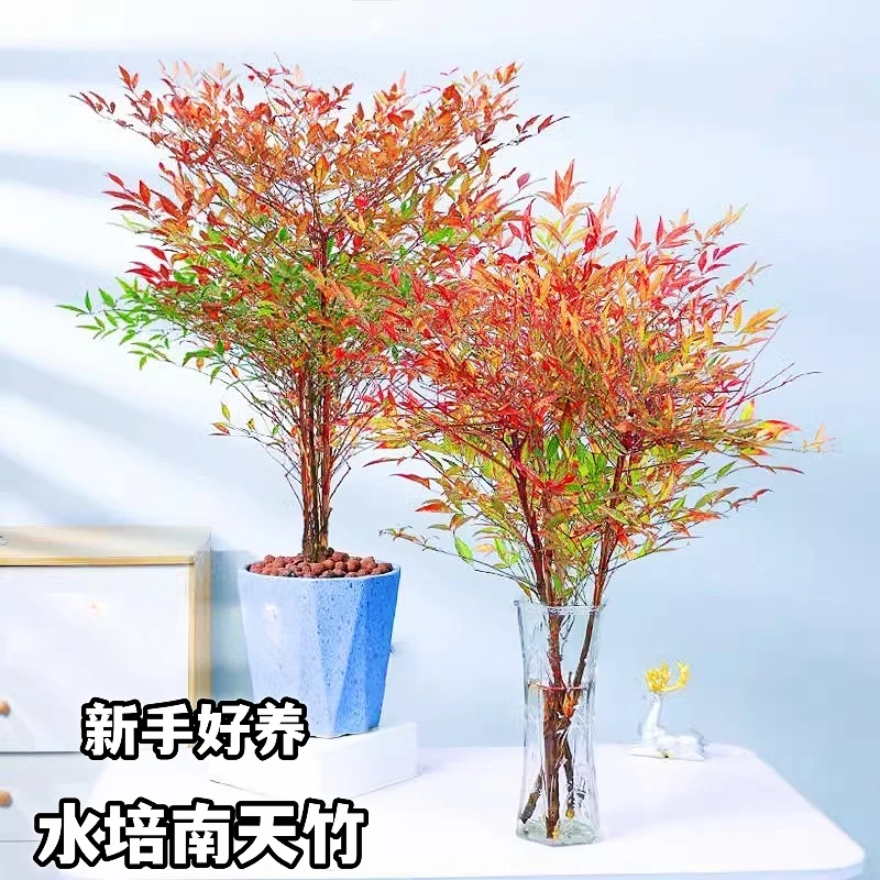 火焰南天竹水培鲜切枝客厅室内老桩懒人绿植水培办公室吊钟马醉木