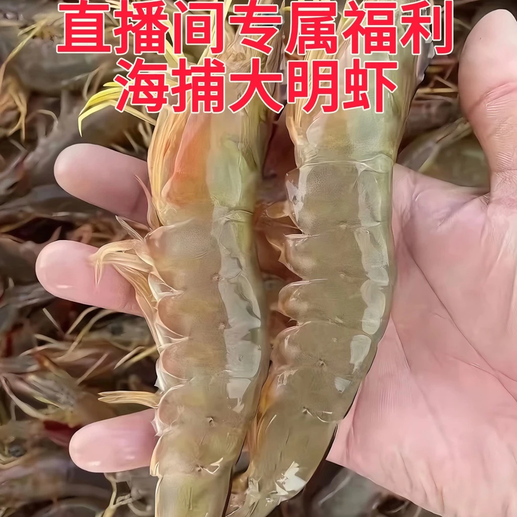 【腾澜海鲜直播间专属福利】自家渔船海捕大明虾/白虾拍5斤