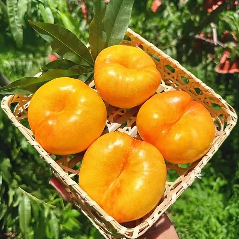 【主播专属】夏日尝鲜蒙阴彩虹油蟠桃新鲜采摘产地直发香甜爆汁多汁