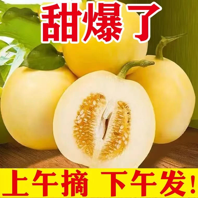 【今天发明天到】山东头茬小蜜蜂甜瓜蜜罐香瓜新鲜包赔