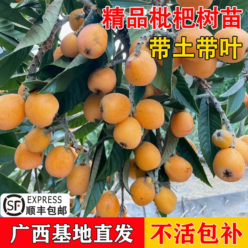 枇杷苗庭院果树苗嫁接大五星枇杷树苗多年生带土发货盆栽地栽种植