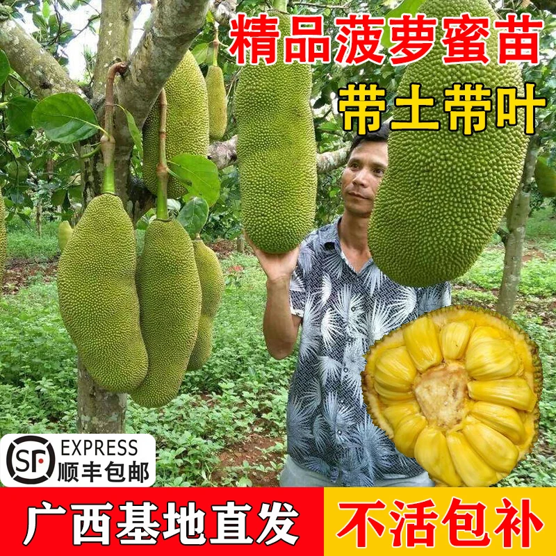 正宗红肉菠萝蜜树苗四季结果带土带叶嫁接苗泰12号干苞脆甜果树苗