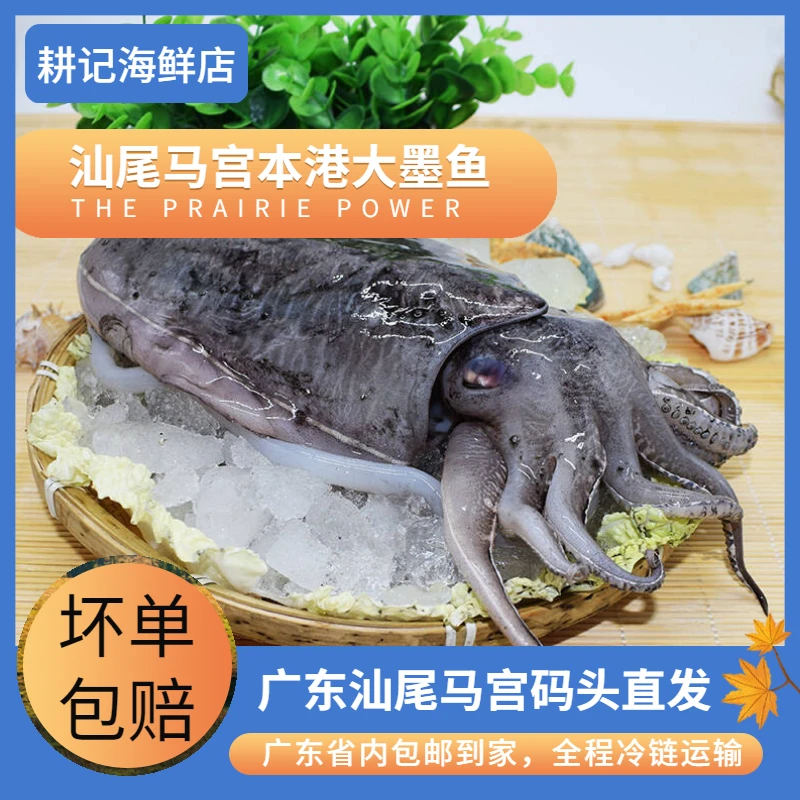 新鲜墨鱼 汕尾港海捕码头直发新鲜包邮到家