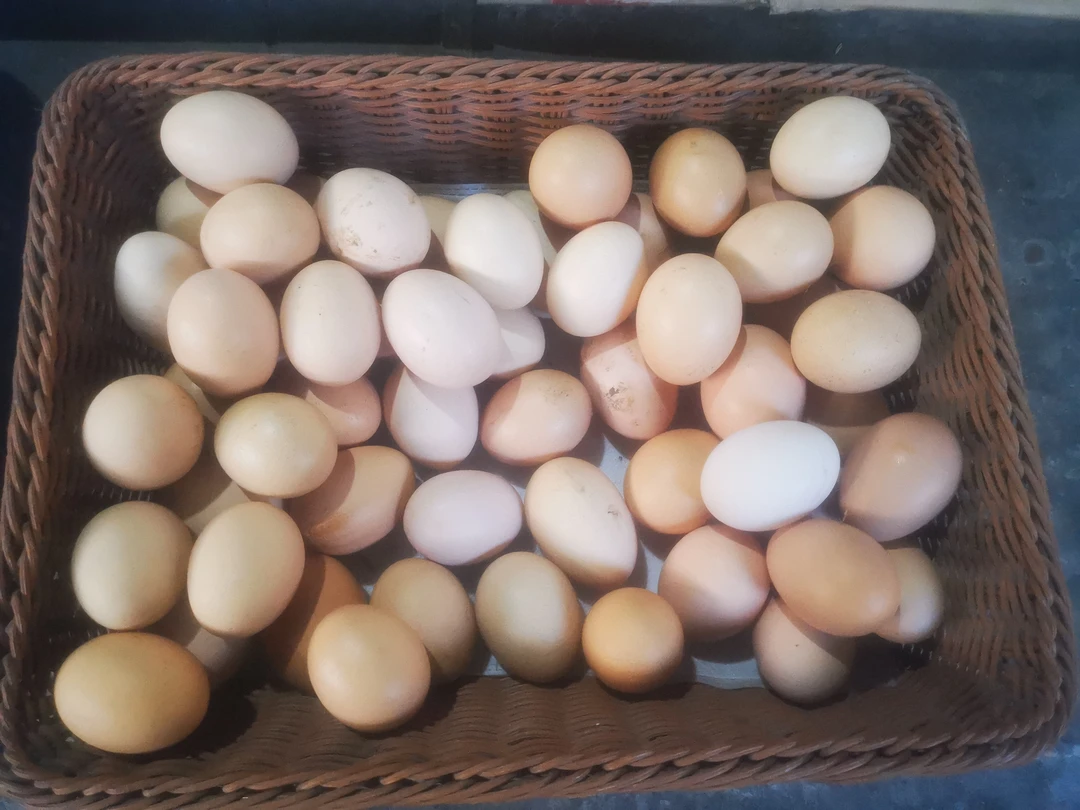 农家散养土鸡蛋（顺丰包邮）