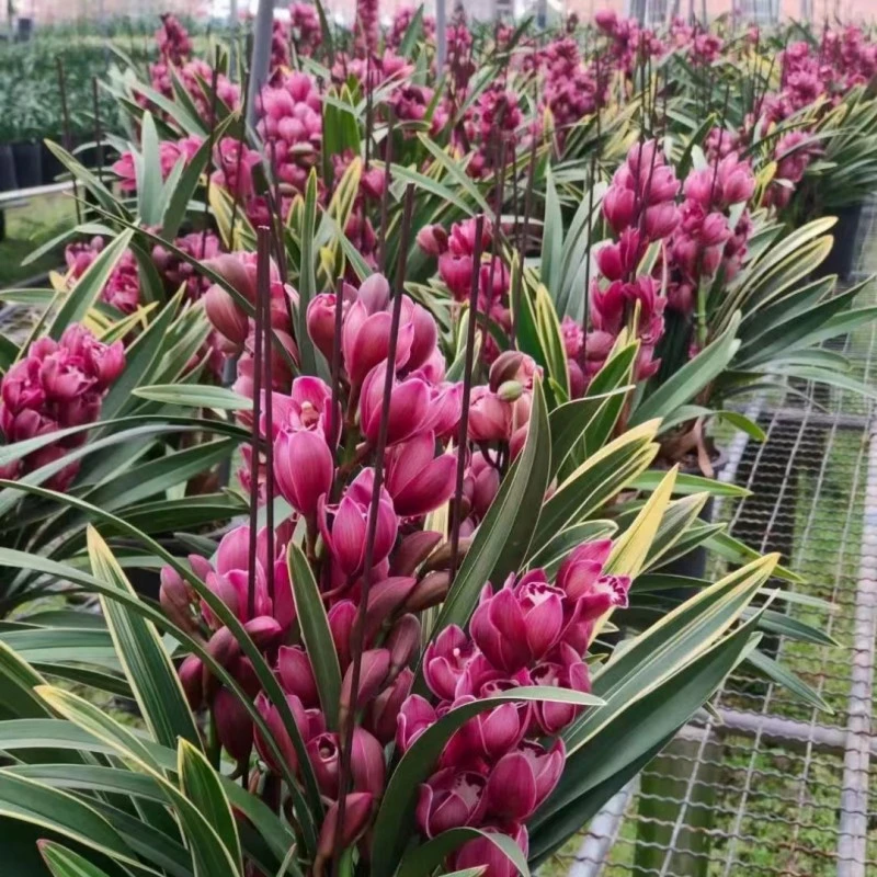 【大中国龙】特香兰花宽叶金边蕙兰盆栽室内四季绿植花卉植物名贵兰