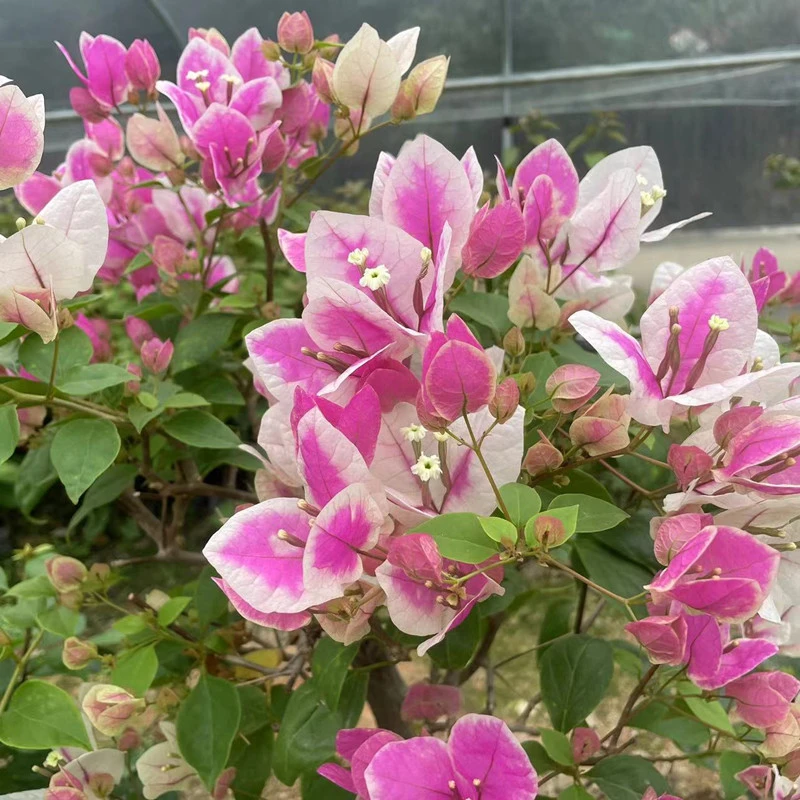 漳红樱三角梅盆栽带花爬藤植物四季开花庭院阳台