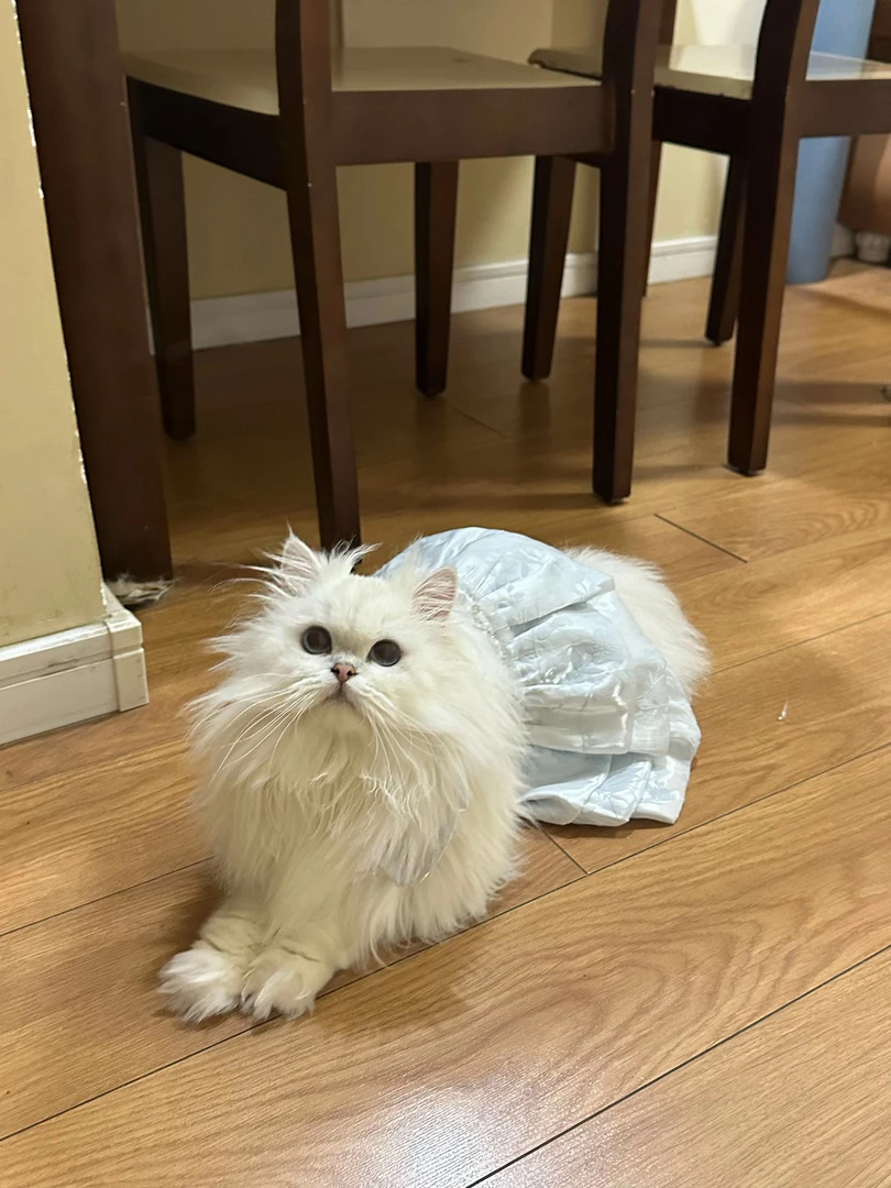 【福利款】UUPet悠萌公主系列夏秋季宠物衣服国风吊带连衣裙