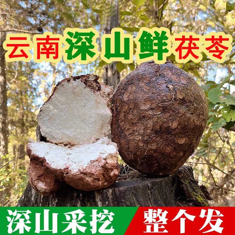 正宗云南手工生切湿茯苓块可搭配莲子芡实薏仁上药500g山货特产