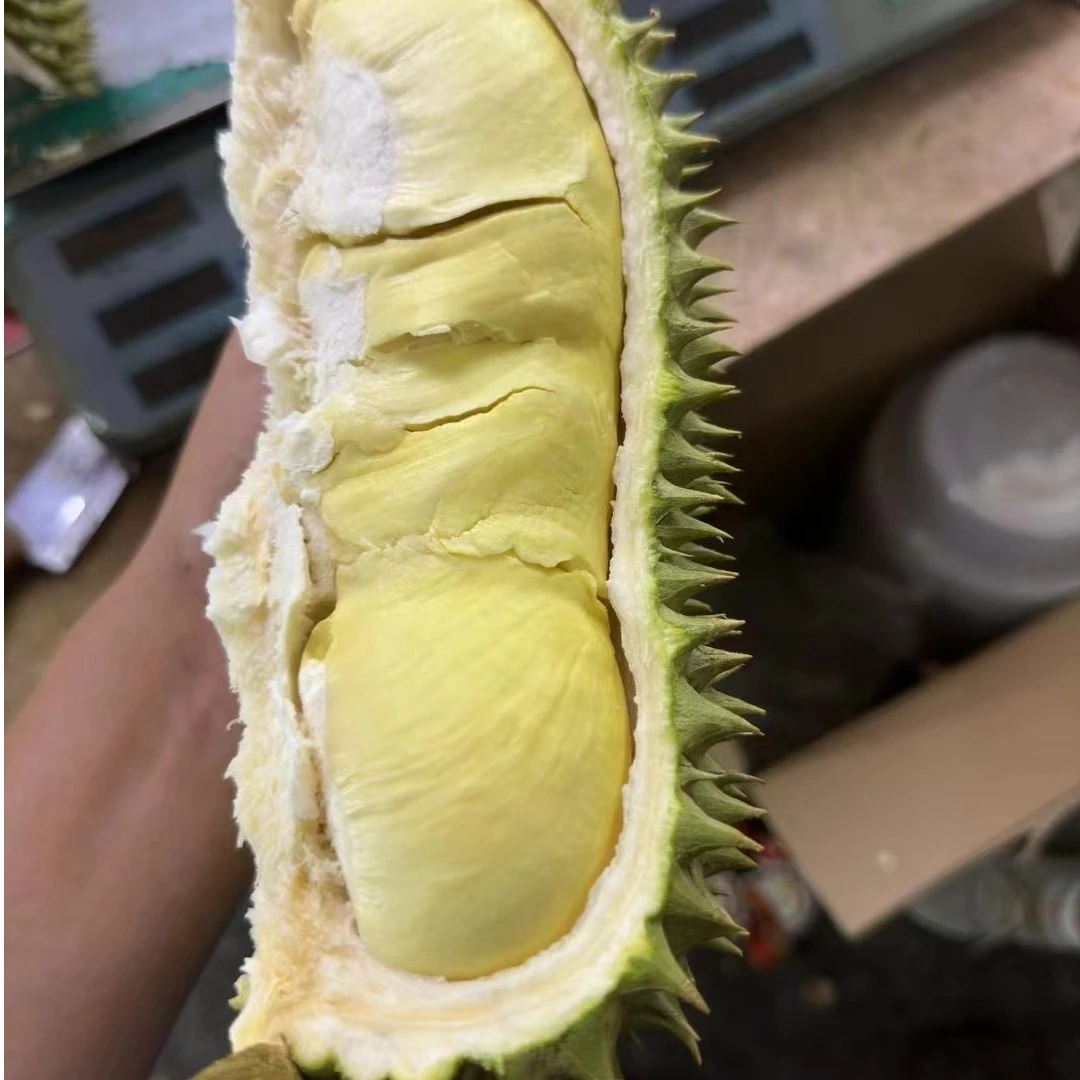 大嘴鸟-空运树上熟金枕榴莲一个