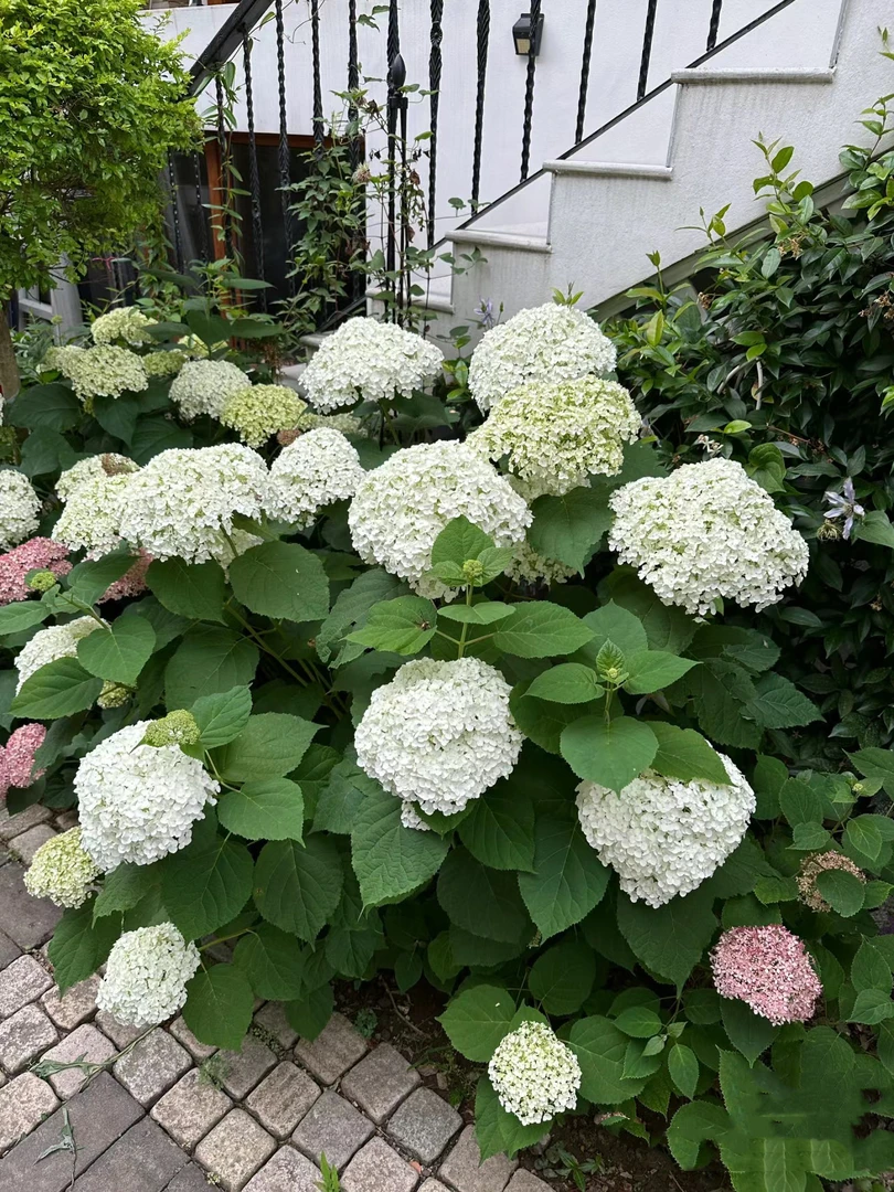 无敌贝拉安娜乔木大花绣球 阳台花园庭院花镜搭配耐寒耐热好养