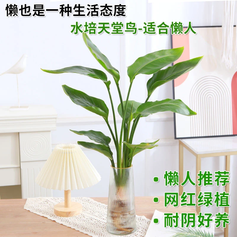 水培天堂鸟植物大绿植盆栽四季常青水养鹤望兰办公室内桌面好养活