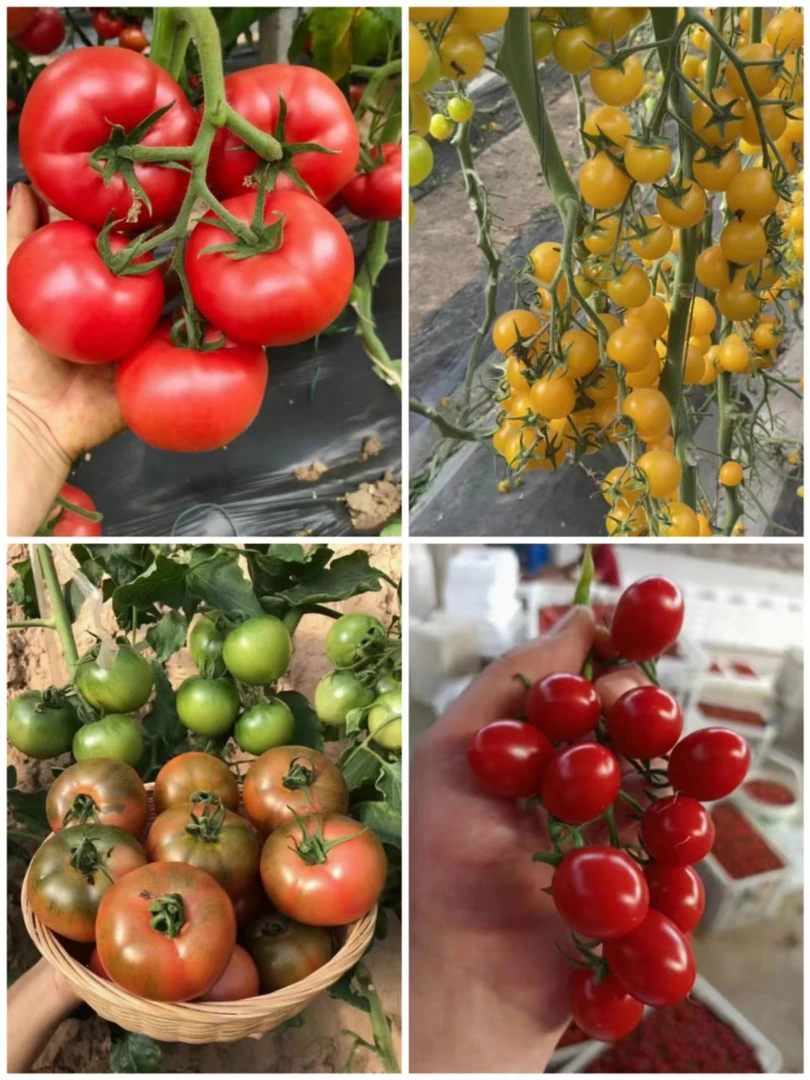 番茄苗秧蔬菜苗老品种沙瓤大西红柿苗红圣女千禧果苗种苗四季盆栽