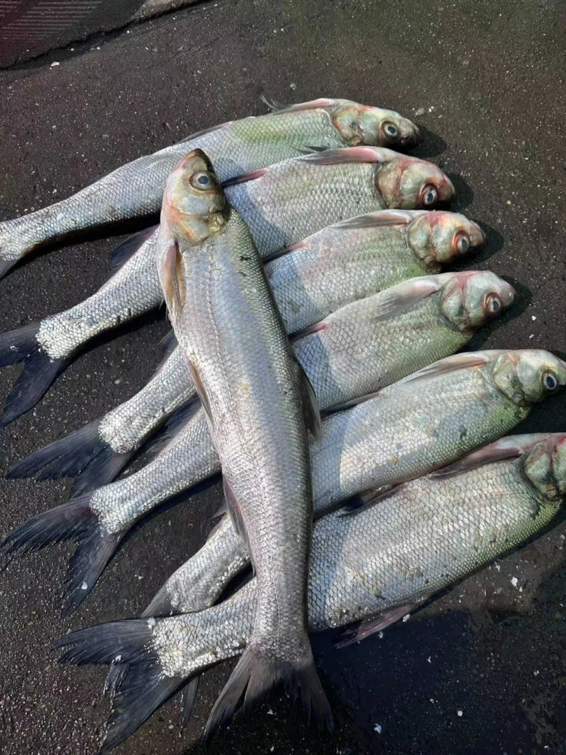 丹江口淡水翘嘴白鱼