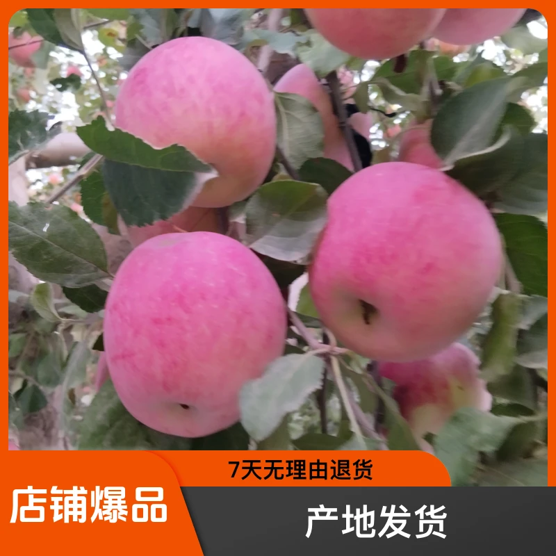 新疆阿克苏冰糖心苹果整箱产地发货