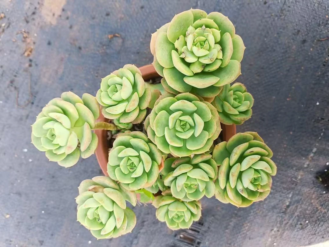 植语园艺精品多肉 尼克沙拉玫瑰