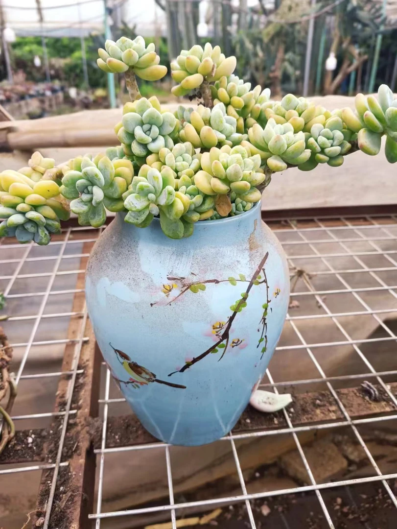 植语园艺精品多肉  劳尔